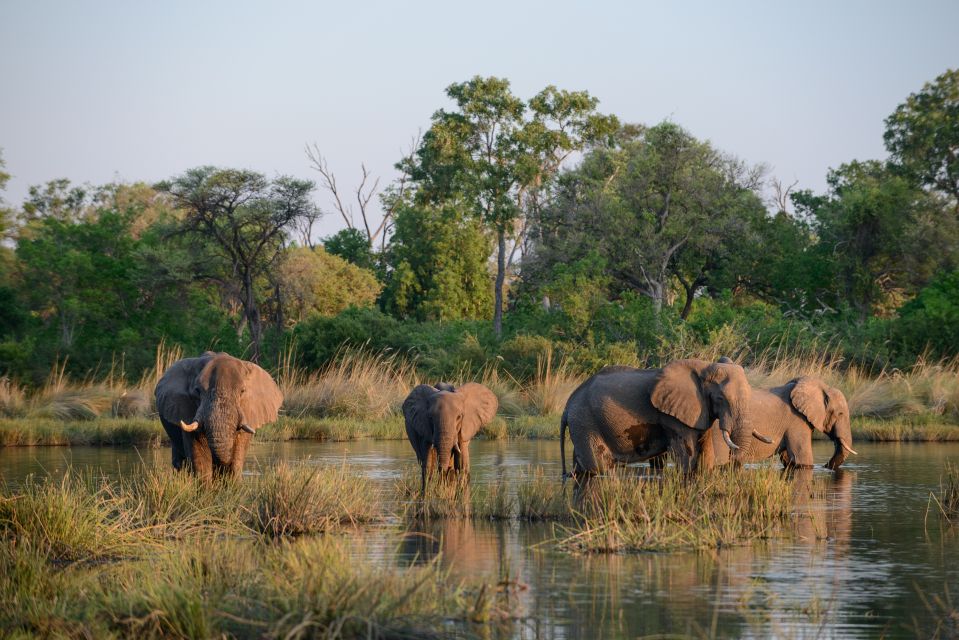 Hitze macht durstig: Afrikanische Elefanten versammeln sich am Abend zum Trinken an einer Lagune, Kwara Concession