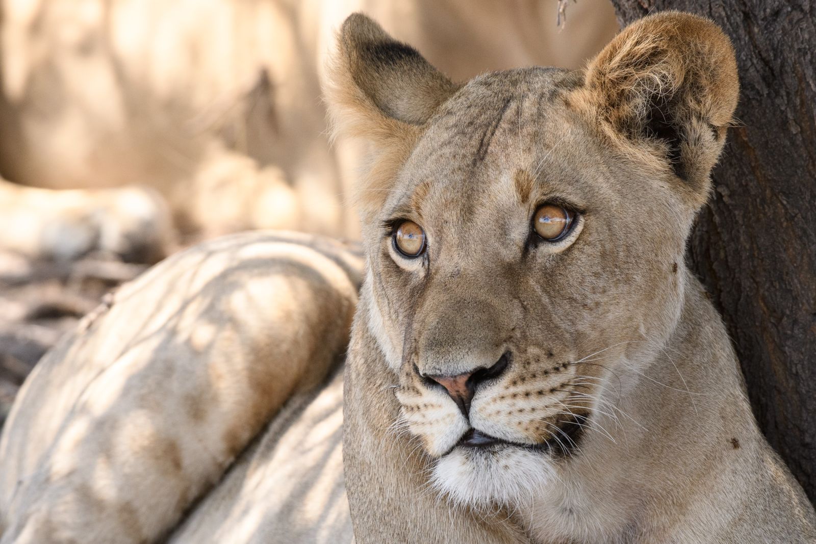 Im Schatten wächst die Neugier: junge Löwin, Central Kalahari Game Reserve
