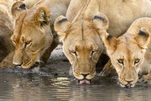Eine Löwenfamilie stillt am Wasserloch ihren Durst