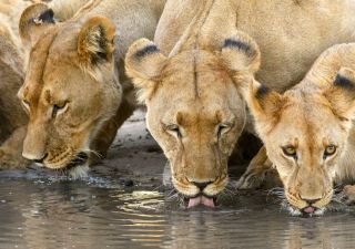 Eine Löwenfamilie stillt am Wasserloch ihren Durst