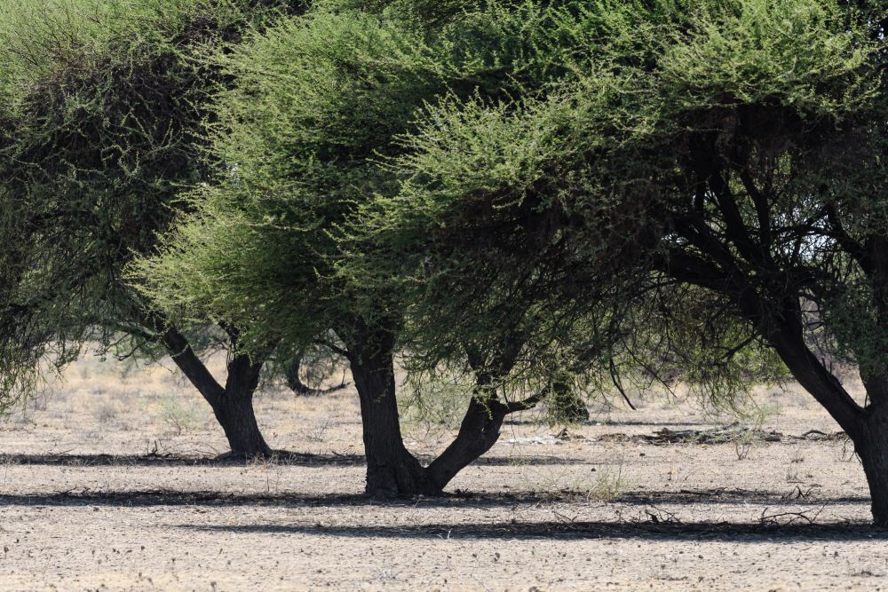Knorrige Schattenspender: Akazien in der Kalahari