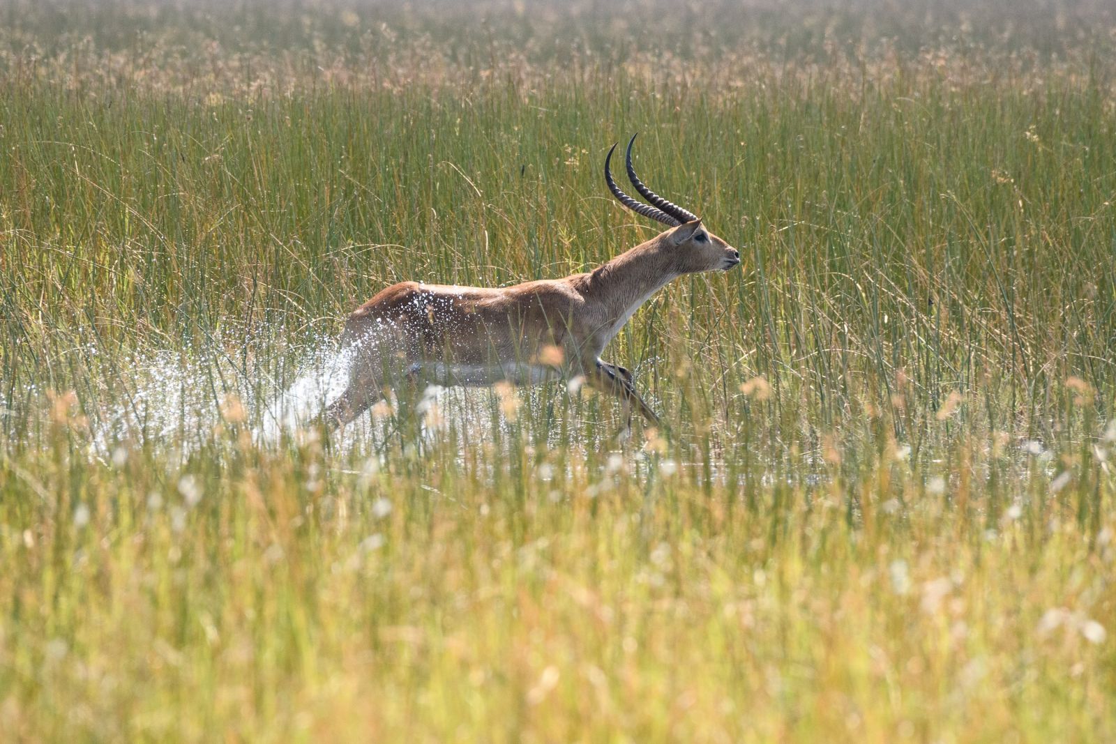 Mit voller Geschwindigkeit durchs Wasser: Lechwe-Antilopen sind ans Leben in Sumpfgebieten angepasst.
