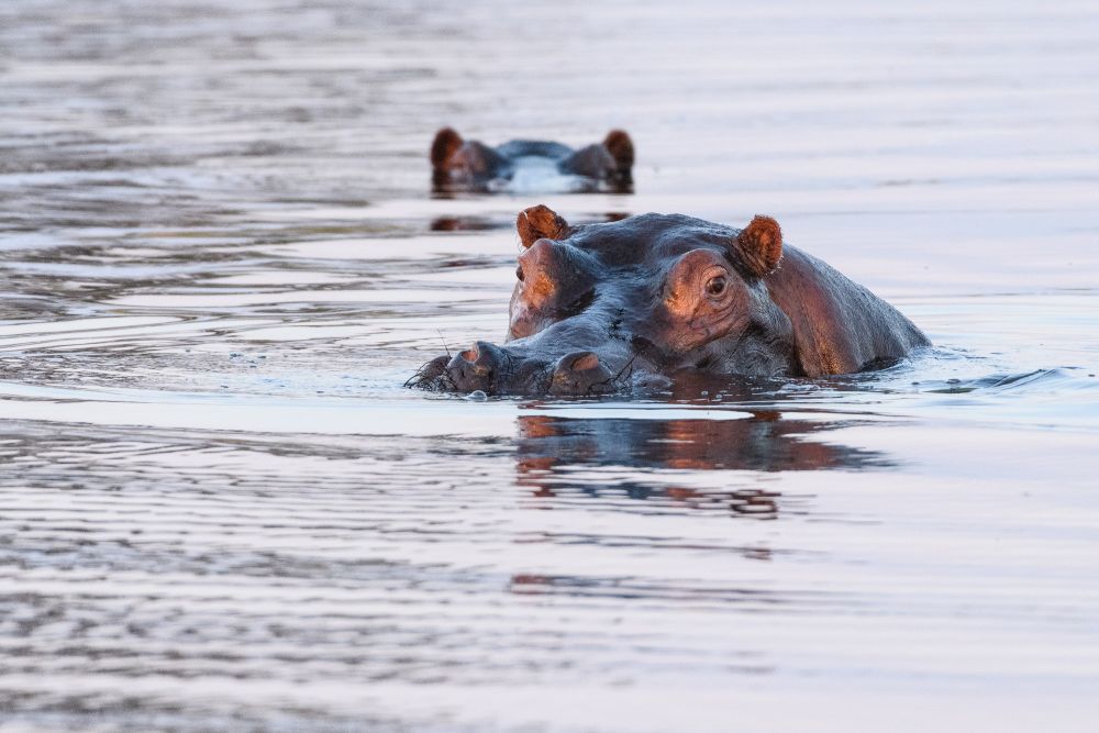 Aufmerksame Beobachter des Geschehens: Flusspferde im Abendlicht, Kwando Concession