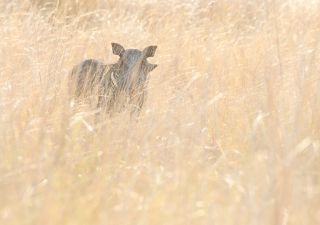 Halbherziges Versteckspiel: Warzenschwein im hohen Gras, Kwando Concession