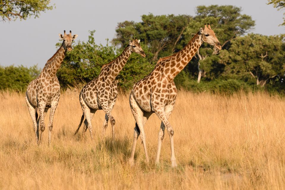 Aller guten Dinge sind drei: Giraffen im Abendlicht, Kwando Concession