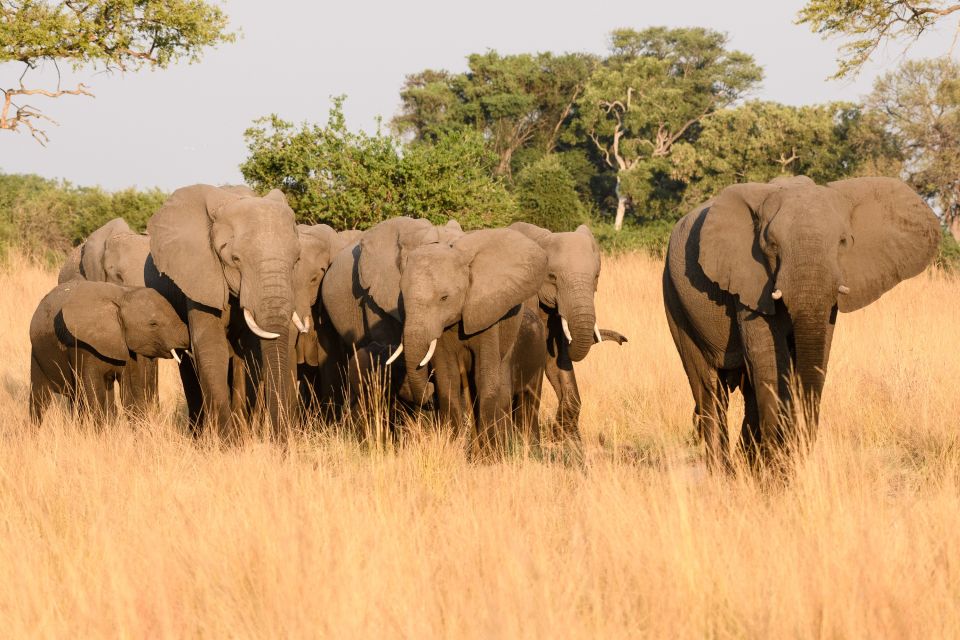 Wachsame Elefantenherde, Kwando Concession