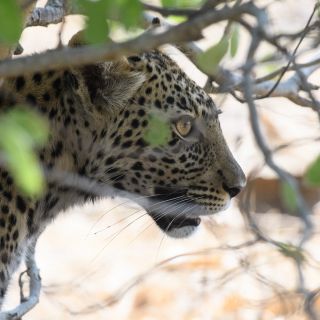 Scheuer Nachwuchs: Der junge Leopard zieht es vor, sich im Gebüsch zu verbergen.