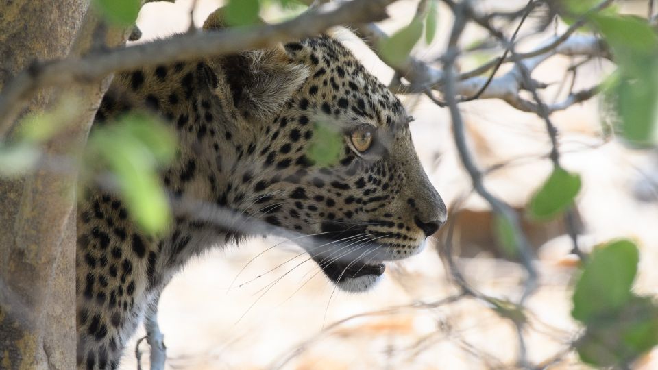 Scheuer Nachwuchs: Der junge Leopard zieht es vor, sich im Gebüsch zu verbergen.