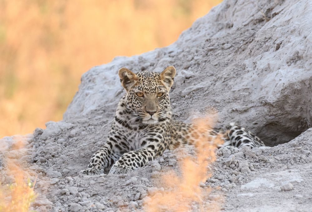 Am Abend thront der Leopard auf einem Termitenhügel, direkt hinter sich eine Höhle als sichere Rückzugsmöglichkeit.
