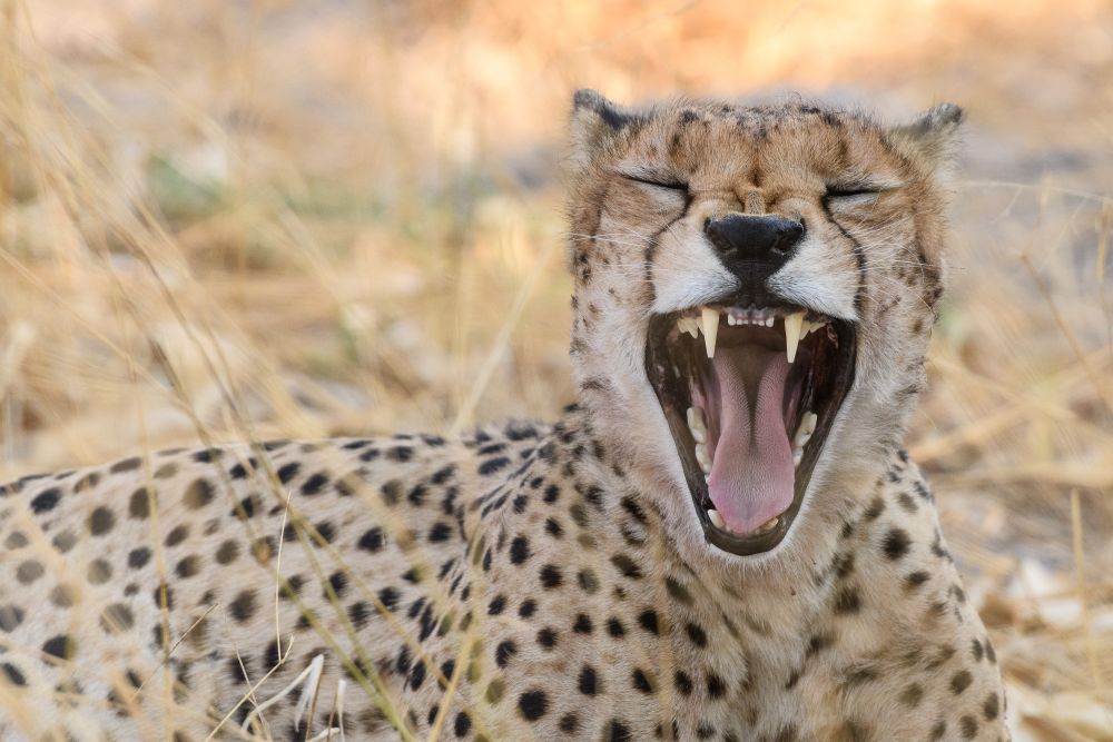 Zum Gähnen: Ein Gepard zeigt die Zähne.
