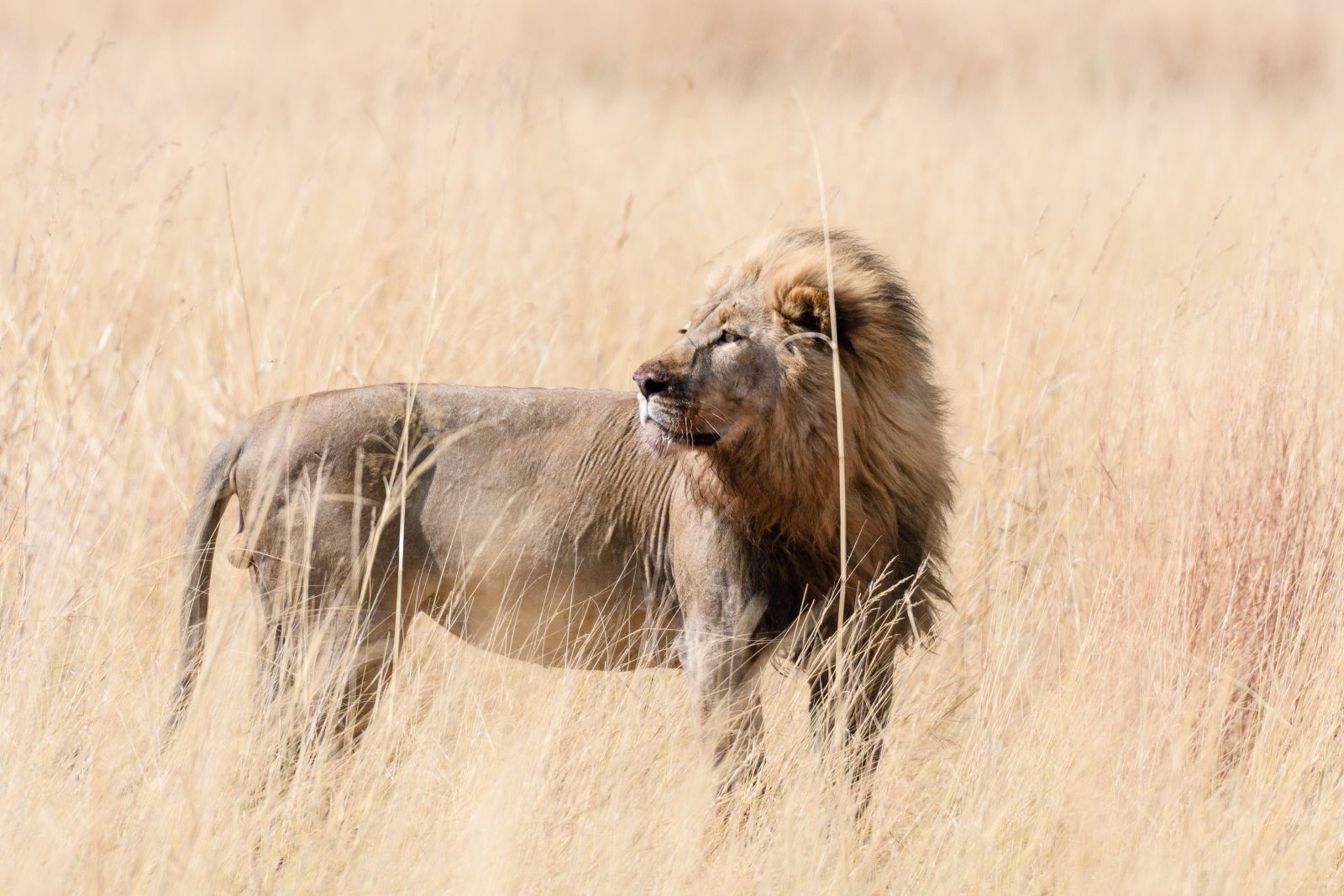 Audienz beim König der Savanne: Löwe, Kwando Concession