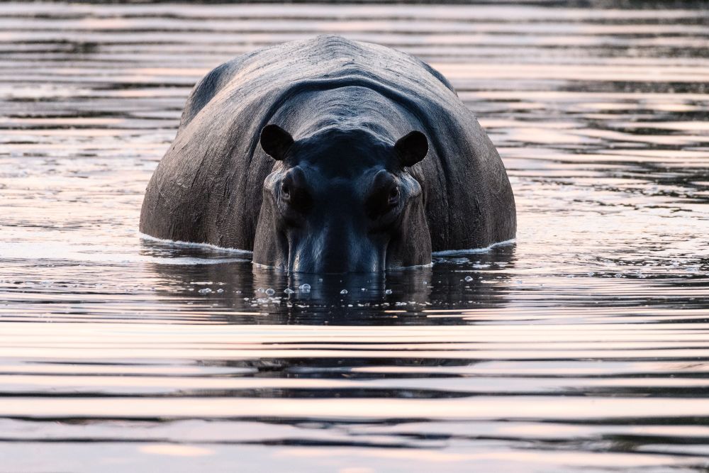 Man fühlt sich beobachtet: Flusspferd im letzten Abendlicht, Kwando Concession