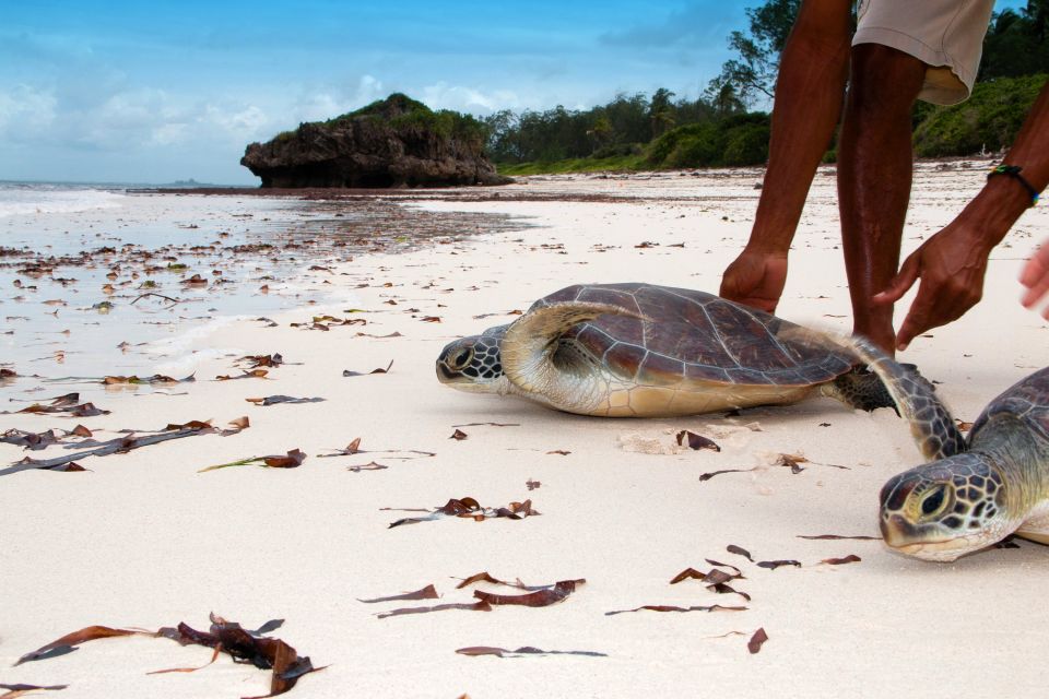 Schildkröten am Strand auf dem Weg ins Meer