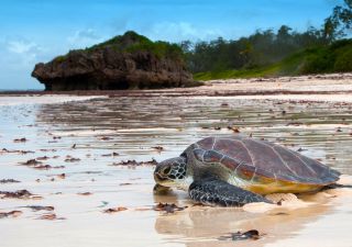 Schildkröten am Strand auf dem Weg ins Meer