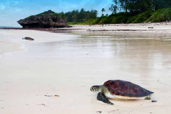 Schildkröten am Strand auf dem Weg ins Meer © Diamir