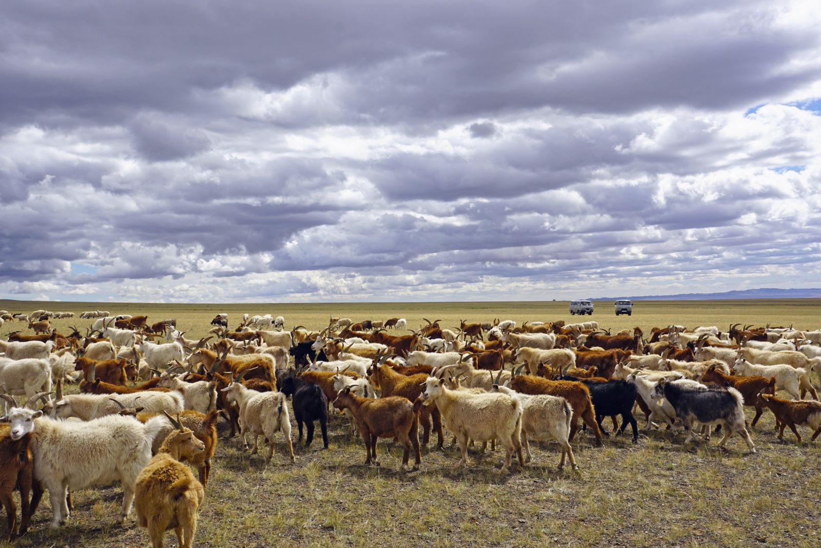 Unendliche Weite – und mittendrin die eine Herde Schafe und Kaschmirziegen