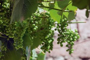 Weinanbau in Georgien