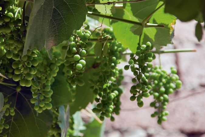 Weinanbau in Georgien © Diamir