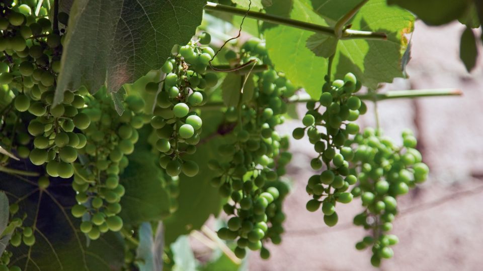 Weinanbau in Georgien
