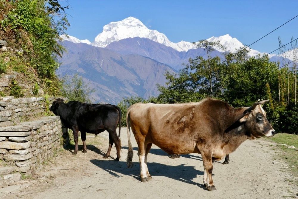 Kühe vor dem Dhaulagiri
