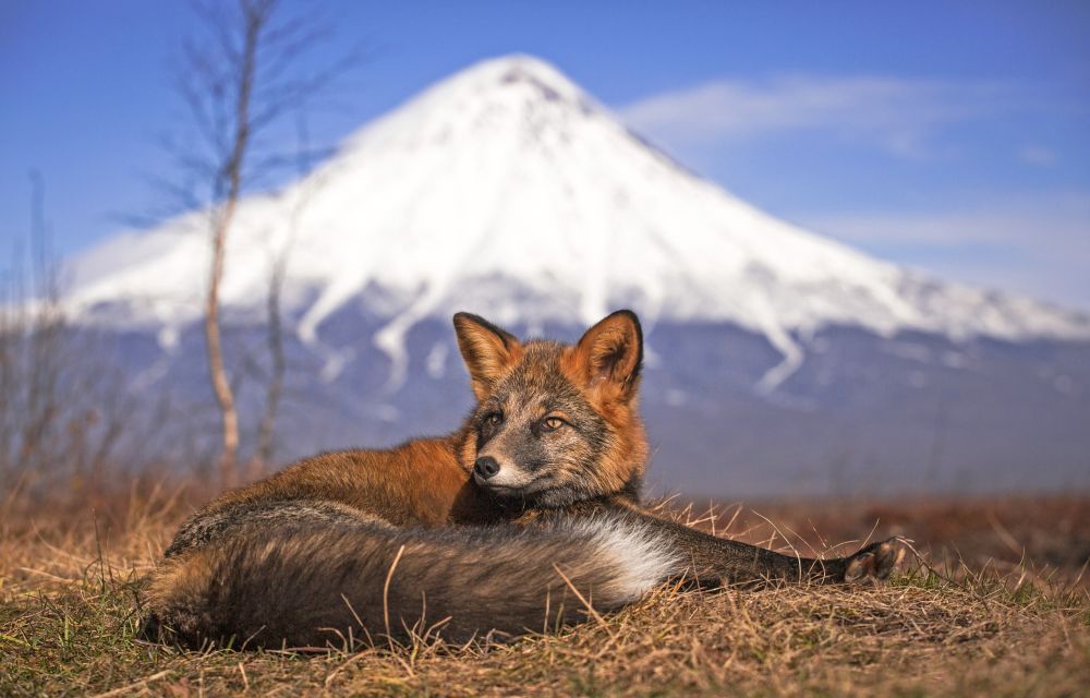 Fuchs in der Tundra