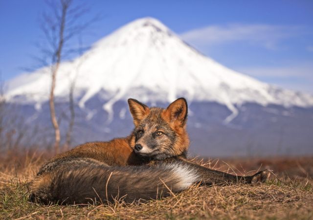 Fuchs in der Tundra
