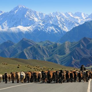 Schafherde in Kirgistan