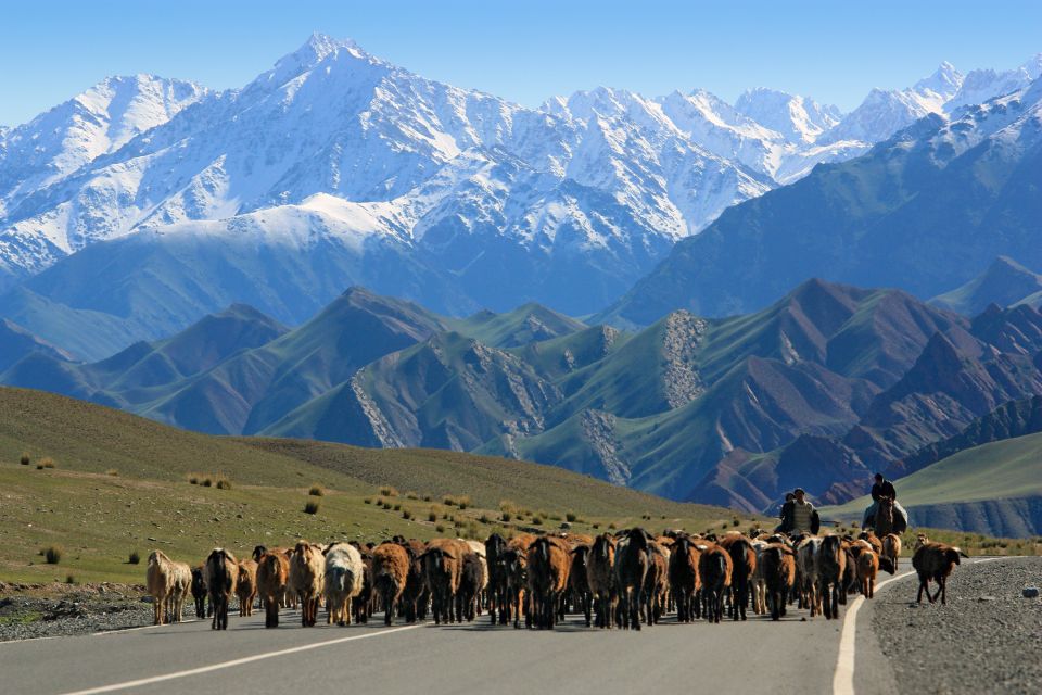 Schafherde in Kirgistan