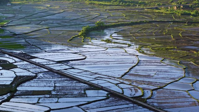 Reisfeldmosaik in Vietnam