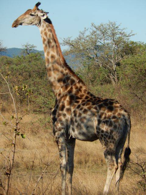 Giraffenerlebnis in Simbabwe