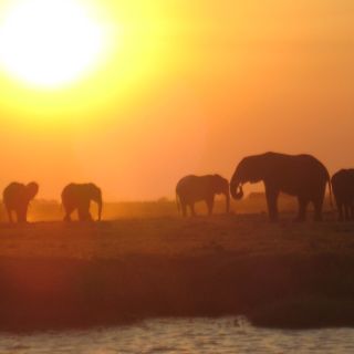 Elefanten im Sonnenuntergang, Simbabwe