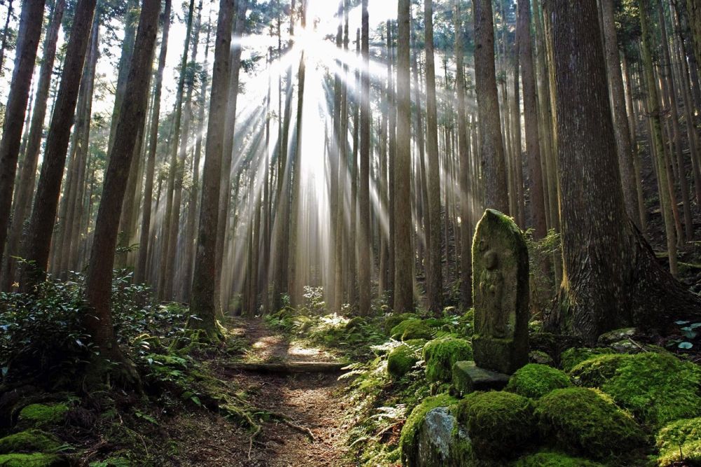 Mystische Wälder entlang des Kumano Kodo Pilgerweges