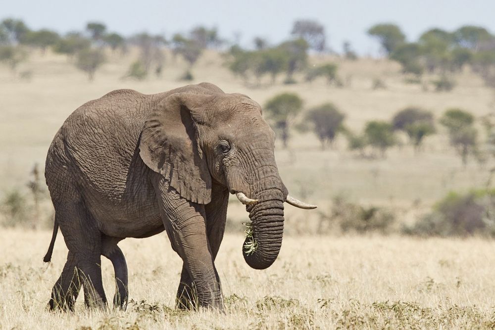 Elefantenbulle in der Serengeti
