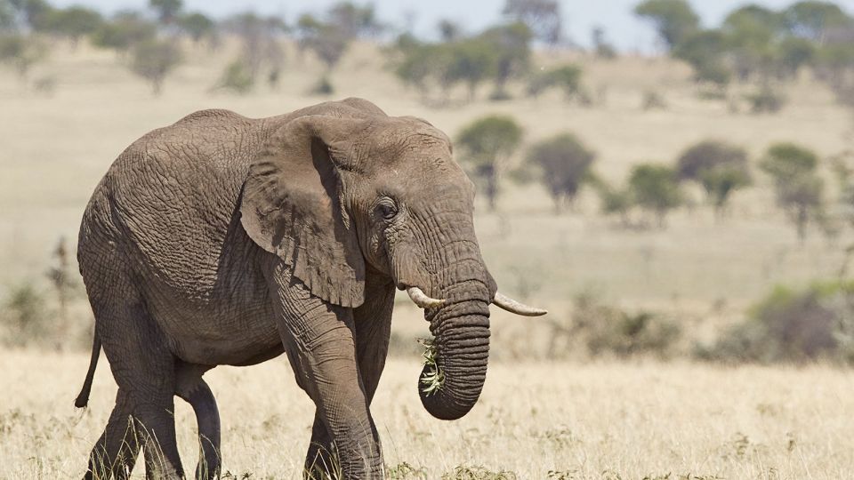 Elefantenbulle in der Serengeti