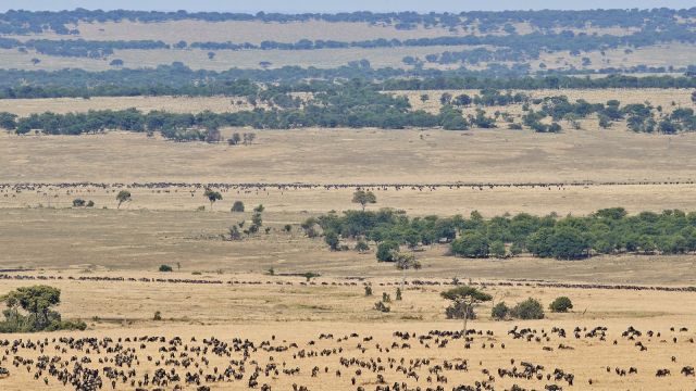Gnuwanderung in der Serengeti