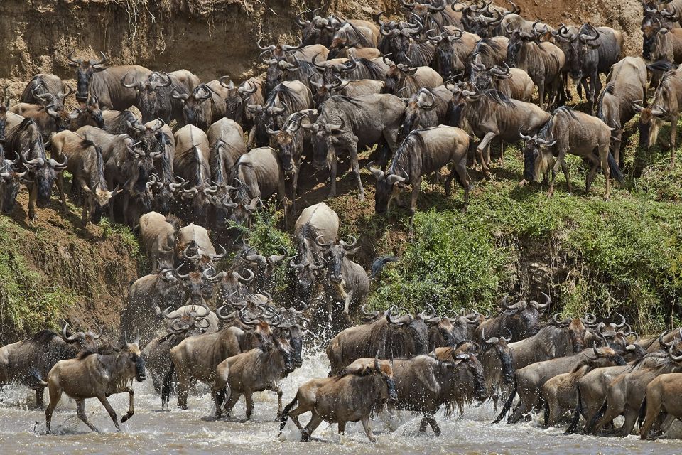Gnuwanderung in der Serengeti