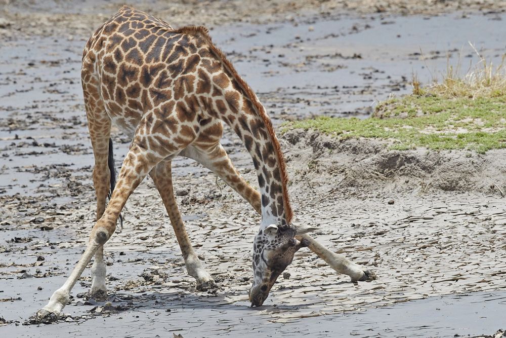 Massai-Giraffe nimmt Mineralien aus dem gertrockneten Schlamm auf