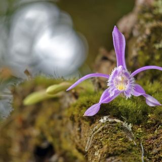 Orchidee im Punakha-Tal