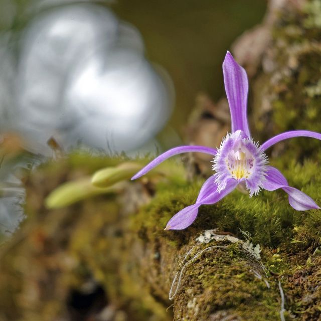 Orchidee im Punakha-Tal