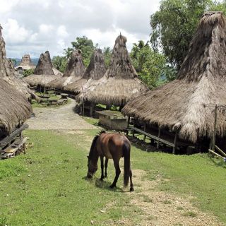 Traditionelle Häuser in einem Dorf der Kodi