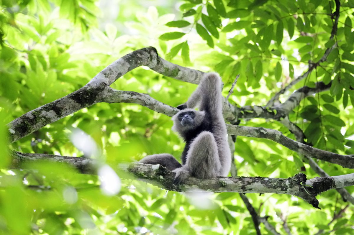 Gibbon im Danum-Reservat im malayischen Bundesstaat Sabah im Nordosten der Insel Borneo