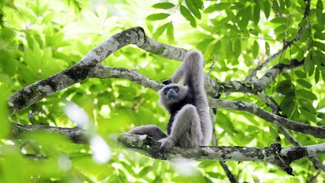 Gibbon im Regenwald auf Borneo