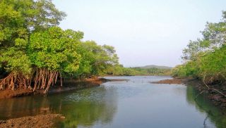 Sundarbans - Mangrovenfahrt