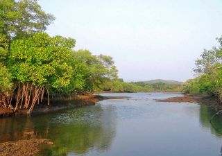 Sundarbans – Mangrovenfahrt
