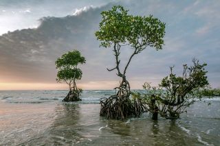 Sundarbans - Mangroven Abenddämmerung