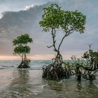 Sundarbans – Mangroven Abenddämmerung