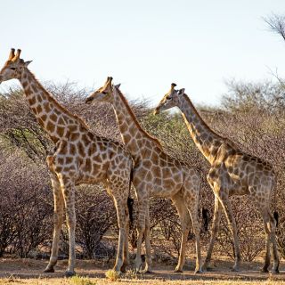 Namibias Tierwelt hautnah
