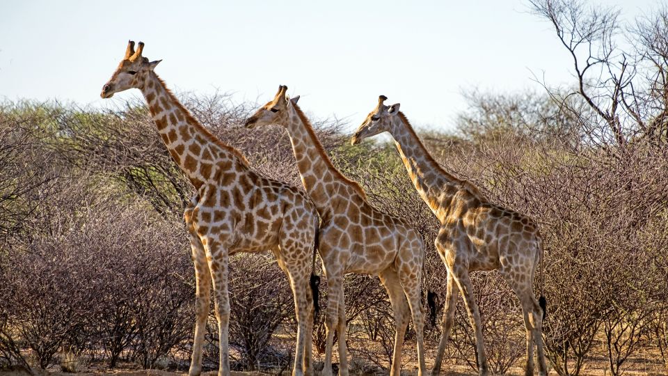 Namibias Tierwelt hautnah