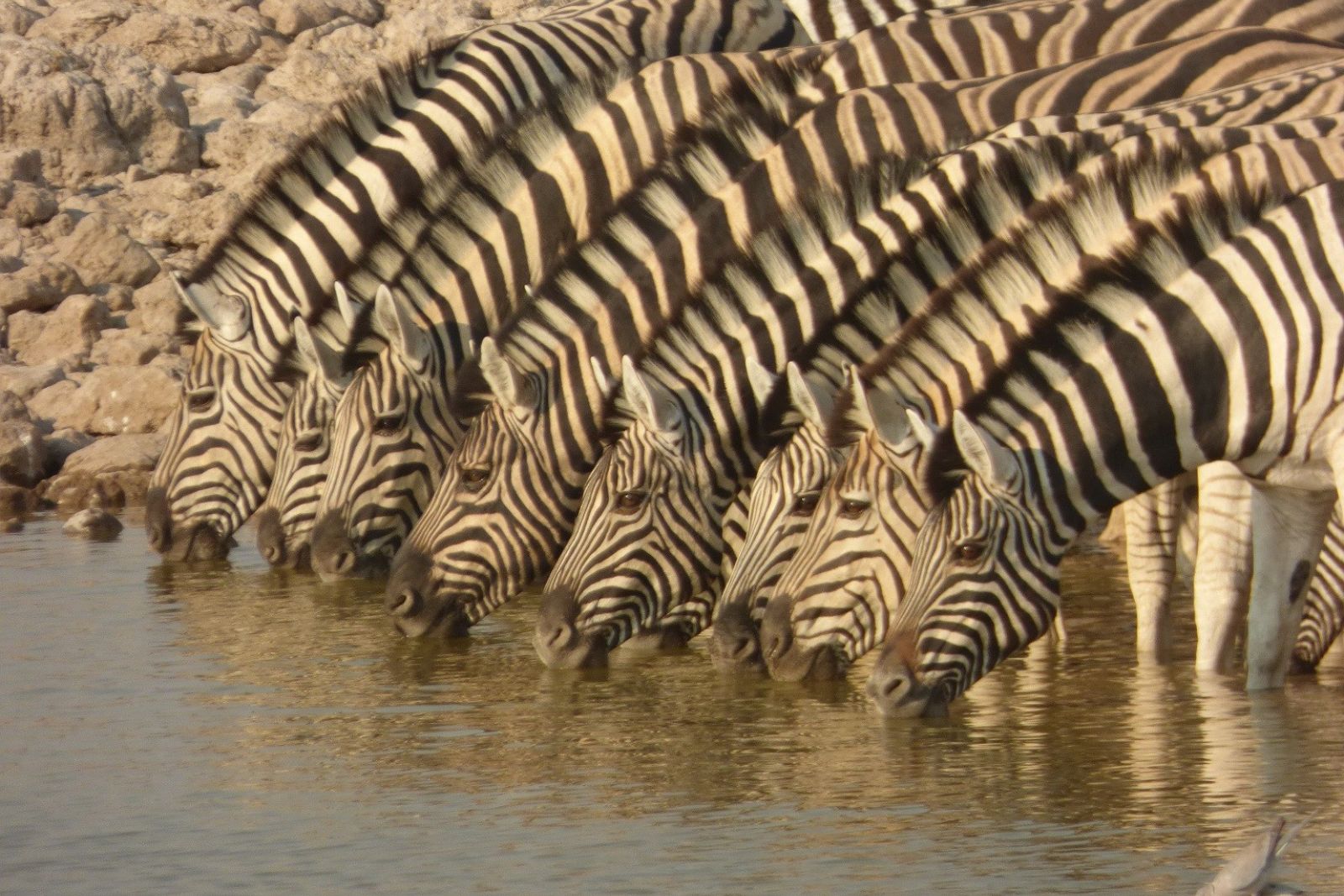 Trinkende Zebras