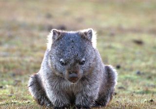 Wombat in Tasmanien